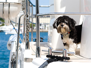 Haustiere auf dem Hausboot