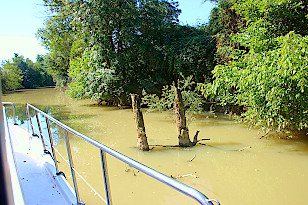 Baumstümpfe im Fluss